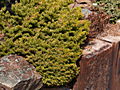 Picea abies Hora I WB IMG_4993 (VALENTA) Świerk pospolity